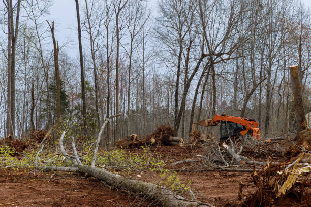 Professional Tree Services in Detroit, MI